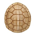 Large Turtle Shell Wall Decor